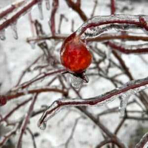 Hiver, Montréal, Canada, glace, baie, froid